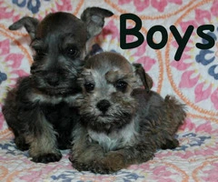 Tiny toy Schnauzers 5 puppies available - 5