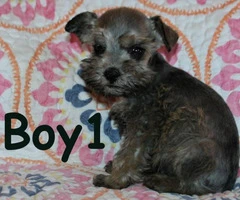Tiny toy Schnauzers 5 puppies available - 6