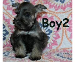 Tiny toy Schnauzers 5 puppies available - 7