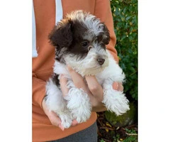 Male Schnoodle puppies for sale