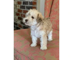 Male Schnoodle puppies for sale - 2