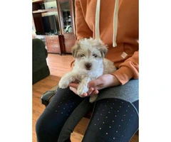 Male Schnoodle puppies for sale - 3