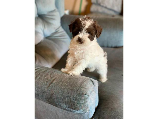 Male Schnoodle puppies for sale Battle Ground - Puppies for Sale Near Me