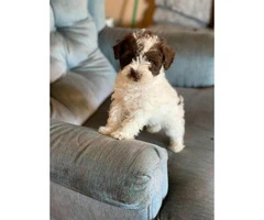 Male Schnoodle puppies for sale - 5