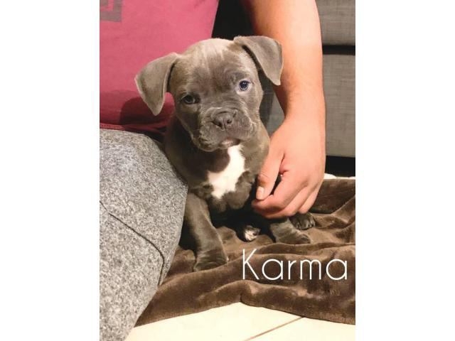 3 American Bully / Pitbull puppies in Seattle, Washington - Puppies for Sale Near Me