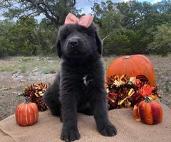 Newfoundland Puppies  7 males and 4 females