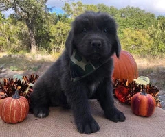 Newfoundland Puppies  7 males and 4 females