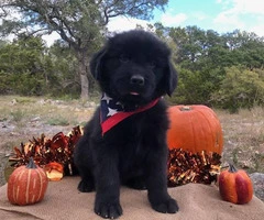 Newfoundland Puppies  7 males and 4 females