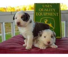 Pretty Aussie Puppies for Sale