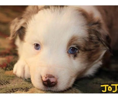 Pretty Aussie Puppies for Sale - 2