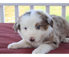 Pretty Aussie Puppies for Sale - 3