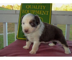 Pretty Aussie Puppies for Sale - 4
