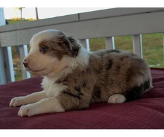 Pretty Aussie Puppies for Sale - 5