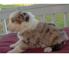 Pretty Aussie Puppies for Sale - 7