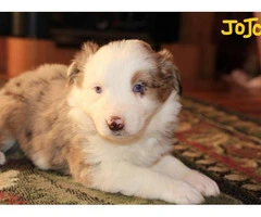 Pretty Aussie Puppies for Sale - 9