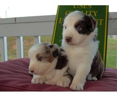 Pretty Aussie Puppies for Sale - 10