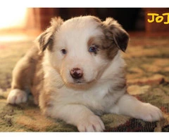 Pretty Aussie Puppies for Sale - 11