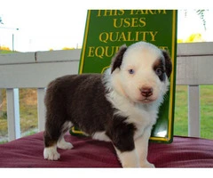 Pretty Aussie Puppies for Sale - 12