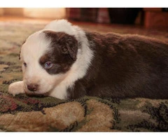 Pretty Aussie Puppies for Sale - 14
