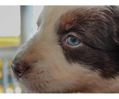 Pretty Aussie Puppies for Sale - 15