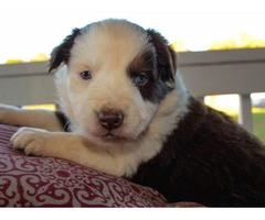 Pretty Aussie Puppies for Sale - 16