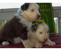 Pretty Aussie Puppies for Sale - 17
