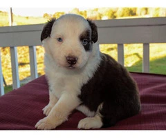 Pretty Aussie Puppies for Sale - 18