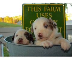Pretty Aussie Puppies for Sale - 19