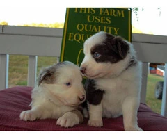 Pretty Aussie Puppies for Sale - 21