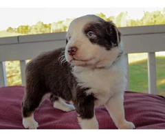 Pretty Aussie Puppies for Sale - 23