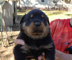 5 Rottweiler puppies ready to go in Columbus, Georgia ...