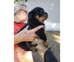 5 Rottweilers for sale - 2