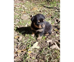 5 Rottweilers for sale - 4