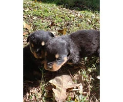 5 Rottweilers for sale - 5