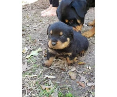 5 Rottweilers for sale - 6