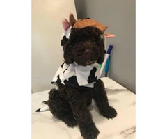 9 weeks old female chocolate mini poodle puppy for sale - 3