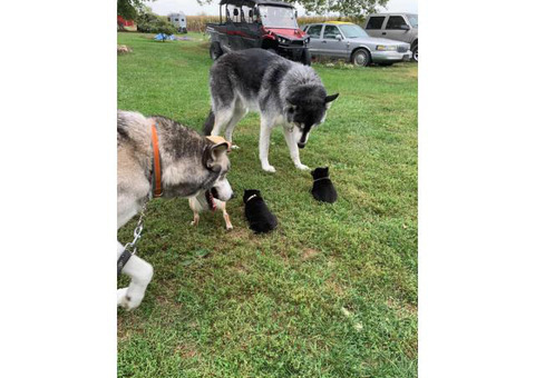 3 Purebred Schipperke Puppies for sale