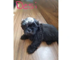 5 Shih Tzu Pups available for new homes - 2