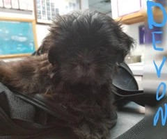 5 Shih Tzu Pups available for new homes - 3