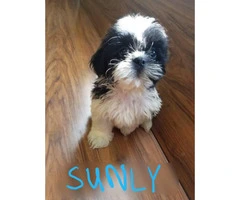 5 Shih Tzu Pups available for new homes - 5