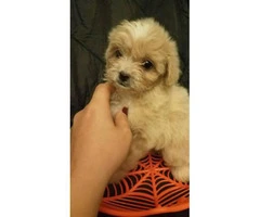 11 weeks old Maltipoo puppies for sale