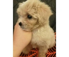 11 weeks old Maltipoo puppies for sale - 2