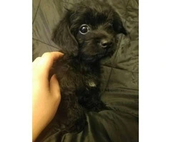 11 weeks old Maltipoo puppies for sale - 3