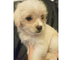 11 weeks old Maltipoo puppies for sale - 5
