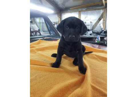 AKC Registered Black Lab Puppies