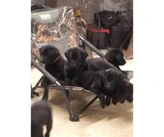 AKC Registered Black Lab Puppies - 3