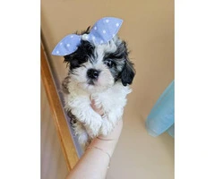 Boys & Girls Teacup Poodle Puppies