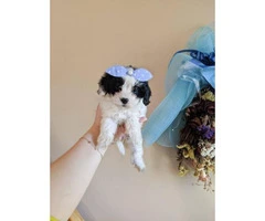 Boys & Girls Teacup Poodle Puppies