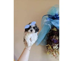 Boys & Girls Teacup Poodle Puppies - 3