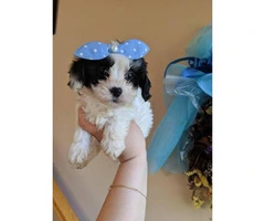 Boys & Girls Teacup Poodle Puppies - 4
